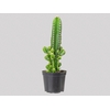 CACTUS ACANTHOCEREUS TETRAGONUS P09