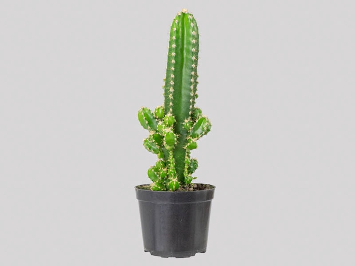 CACTUS ACANTHOCEREUS TETRAGONUS P09