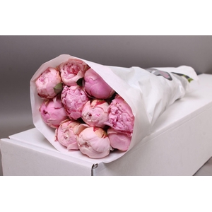 Paeonia Sarah Bernhardt | Heavy Quality
