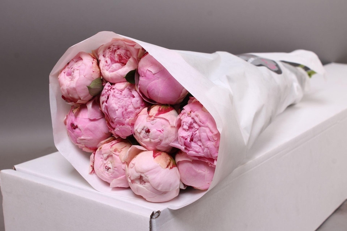 <h4>Paeonia Sarah Bernhardt | Heavy Quality</h4>