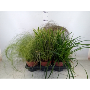 Carex   ...mix
