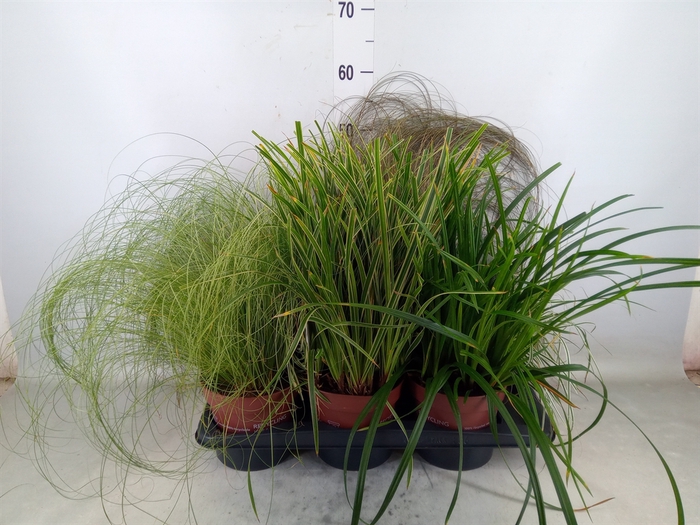 <h4>Carex   ...mix</h4>