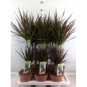 Dracaena marg. 'Magenta'