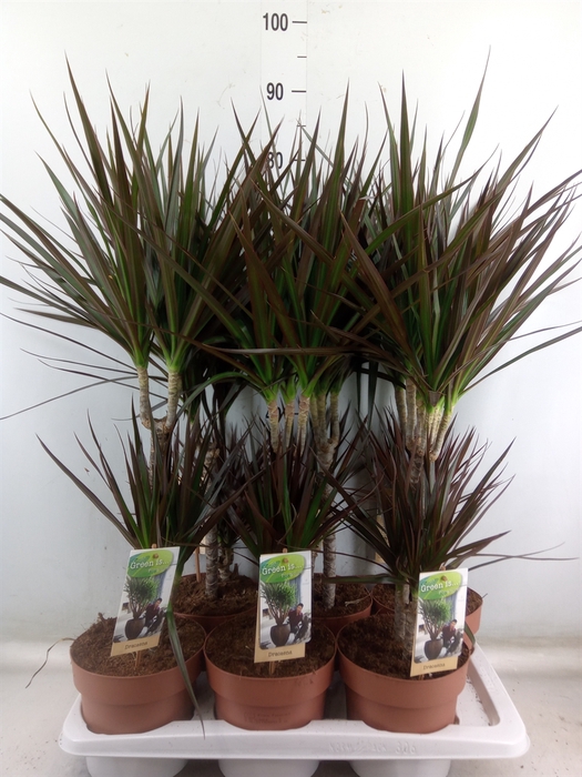 <h4>Dracaena marg. 'Magenta'</h4>