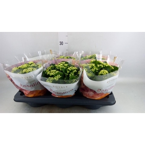 Kalanchoe blos. 'RosDon Dione'