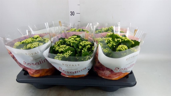 <h4>Kalanchoe blos. 'RosDon Dione'</h4>