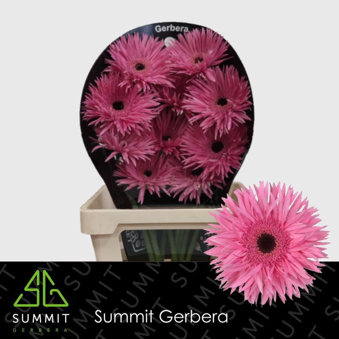 Gerbera Spider Amazing Flowerracket