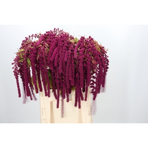 Amaranthus Caudatus Rosary