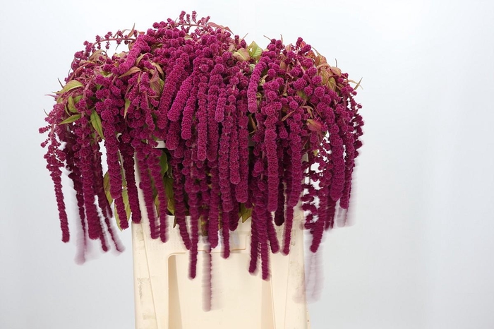 <h4>Amaranthus Caudatus Rosary</h4>