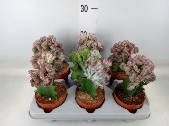 <h4>Euphorbia lactea</h4>