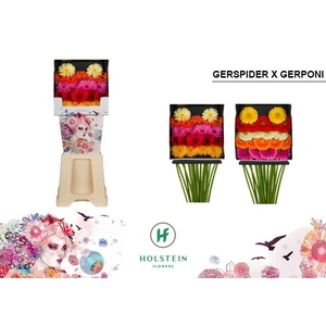 Germini Mix Spider Pomponi Diamond