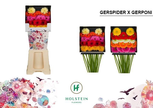 <h4>Germini Mix Spider  Pomponi Diamond</h4>