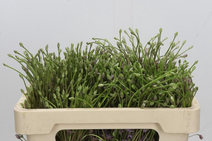 <h4>Allium Schubertii</h4>