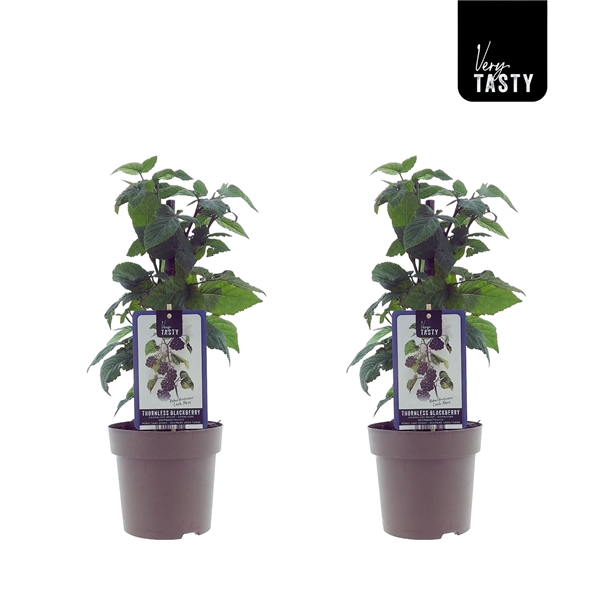 <h4>Rubus Loch Ness</h4>
