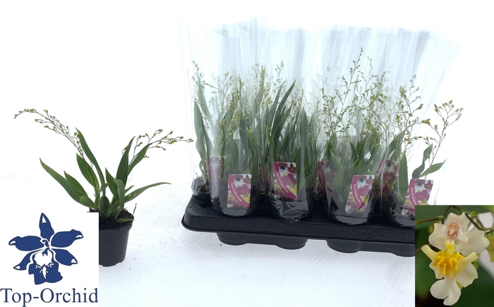 <h4>ONCIDIUM OV</h4>