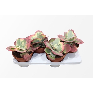 KALANCHOE THYRSIFL