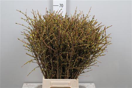 <h4>Forsy I Spectabilis</h4>