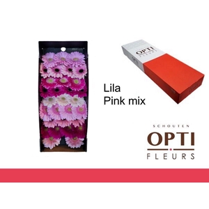 Germini Mix Lila - Pink Doos