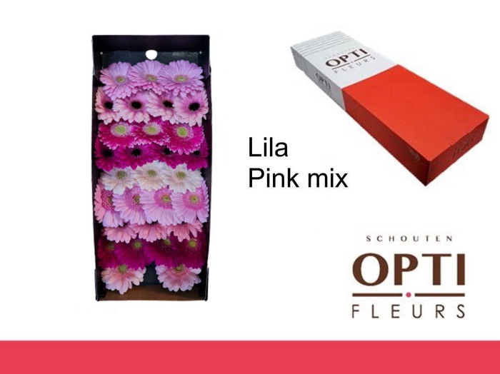 <h4>Germini Mix Lila - Pink Doos</h4>