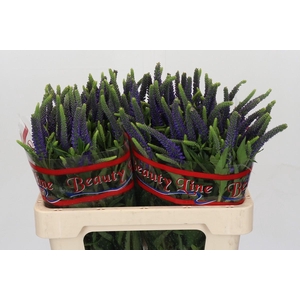 Veronica Skyler Blue