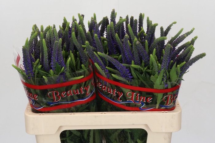 Veronica Skyler Blue