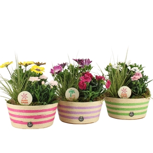 31601: Outdoor summer arrangement