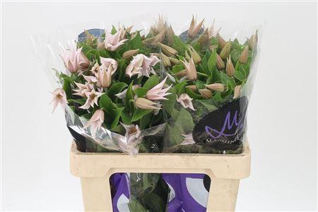 Clematis Amazing Kansas White