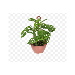 MONSTERA OBLIQUA ADANSONII C18