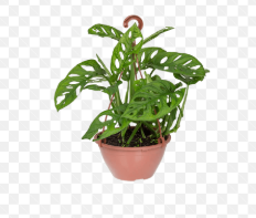 MONSTERA OBLIQUA ADANSONII C18