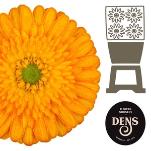 Germini Gizela Diamond