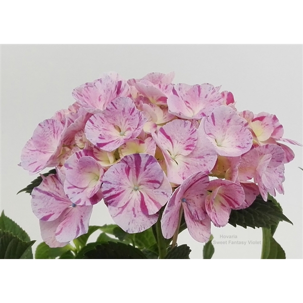 <h4>Hydrangea Hovaria Sweet Fantasy Violet</h4>