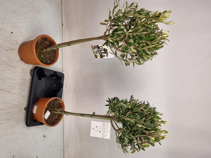 <h4>OLEA EUROPAEA</h4>