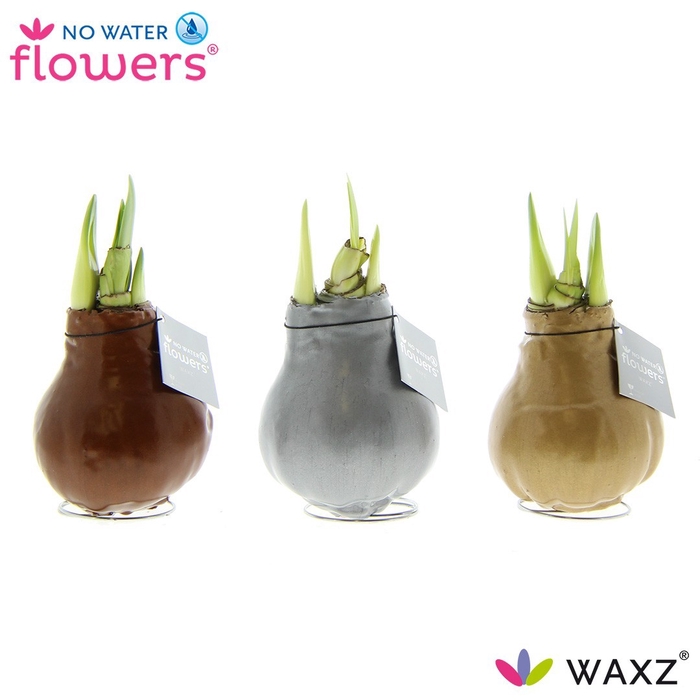 <h4>arr4 Amaryllis VH - Waxz Metallic Gold / Silver/ Copper</h4>