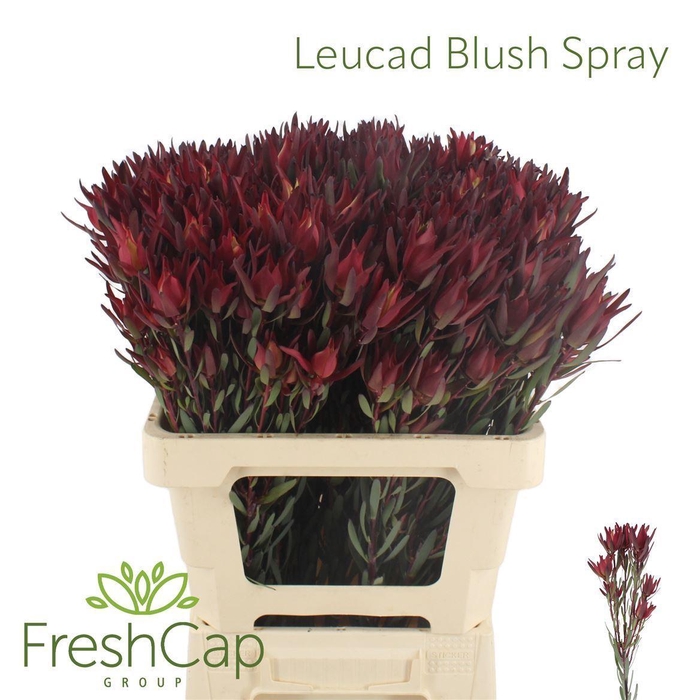 <h4>Leucadendron salignum 'Blush'</h4>