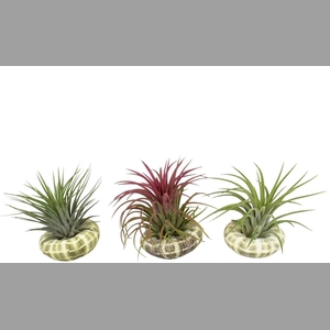 ARR TILLANDSIA