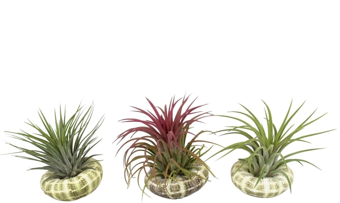 <h4>Tillandsia schelp standaard ionantha</h4>