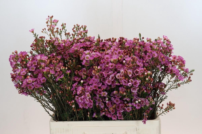 <h4>Chamelaucium Adi</h4>