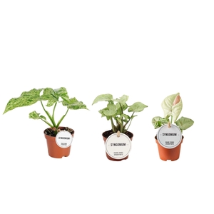 Syngonium