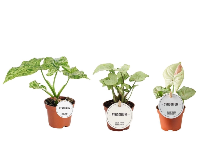 <h4>Syngonium</h4>