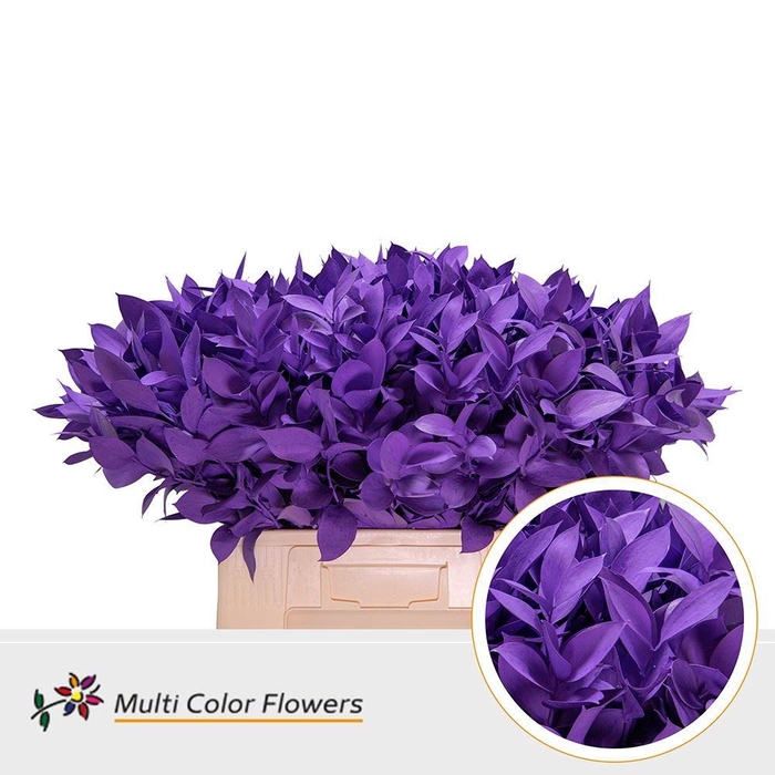 <h4>Ruscus   ...colored H%</h4>