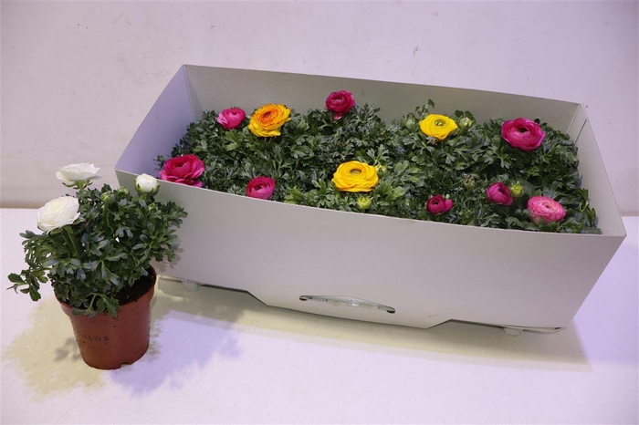 <h4>arr8 Ranun Sprink Gem</h4>