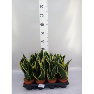 Sansevieria trifa. 'Black Gold'