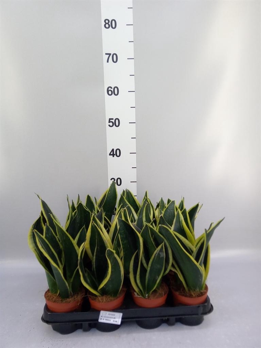 <h4>Sansevieria trifa. 'Black Gold'</h4>