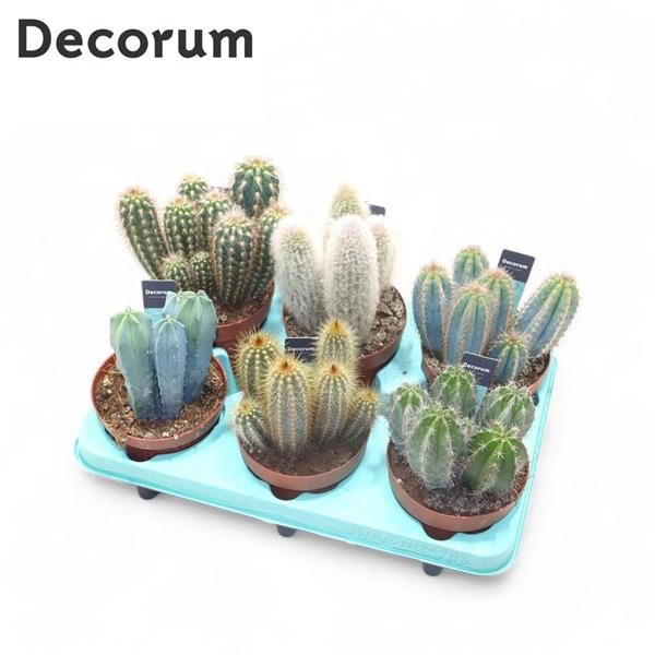 <h4>Cactus Column Mix (6spc.) (decorum)</h4>