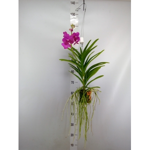 Vanda  hybriden