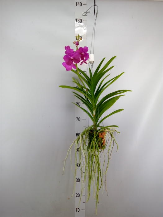 <h4>Vanda  hybriden</h4>