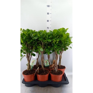 Ficus microcarpa 'Moclame'