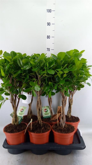 <h4>Ficus microcarpa 'Moclame'</h4>