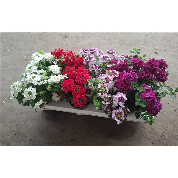 <h4>Verbena mix</h4>