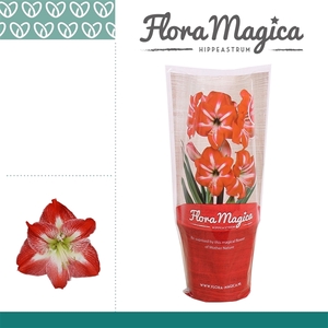 Hippeastrum Exotic Striped 2 knop FM Hoes
